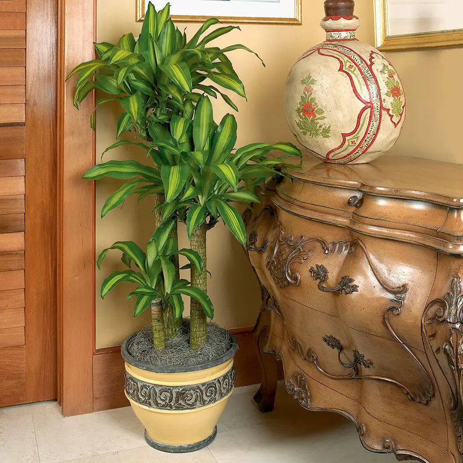 plantas interior hoja grande 7