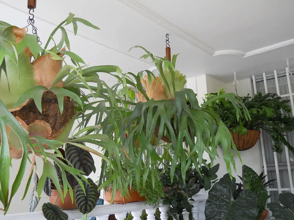 plantas interior hoja grande 8