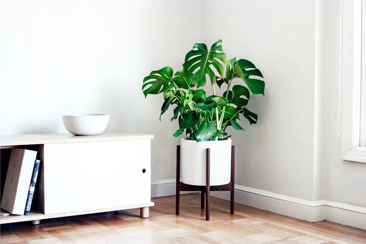 plantas interior hoja grande g