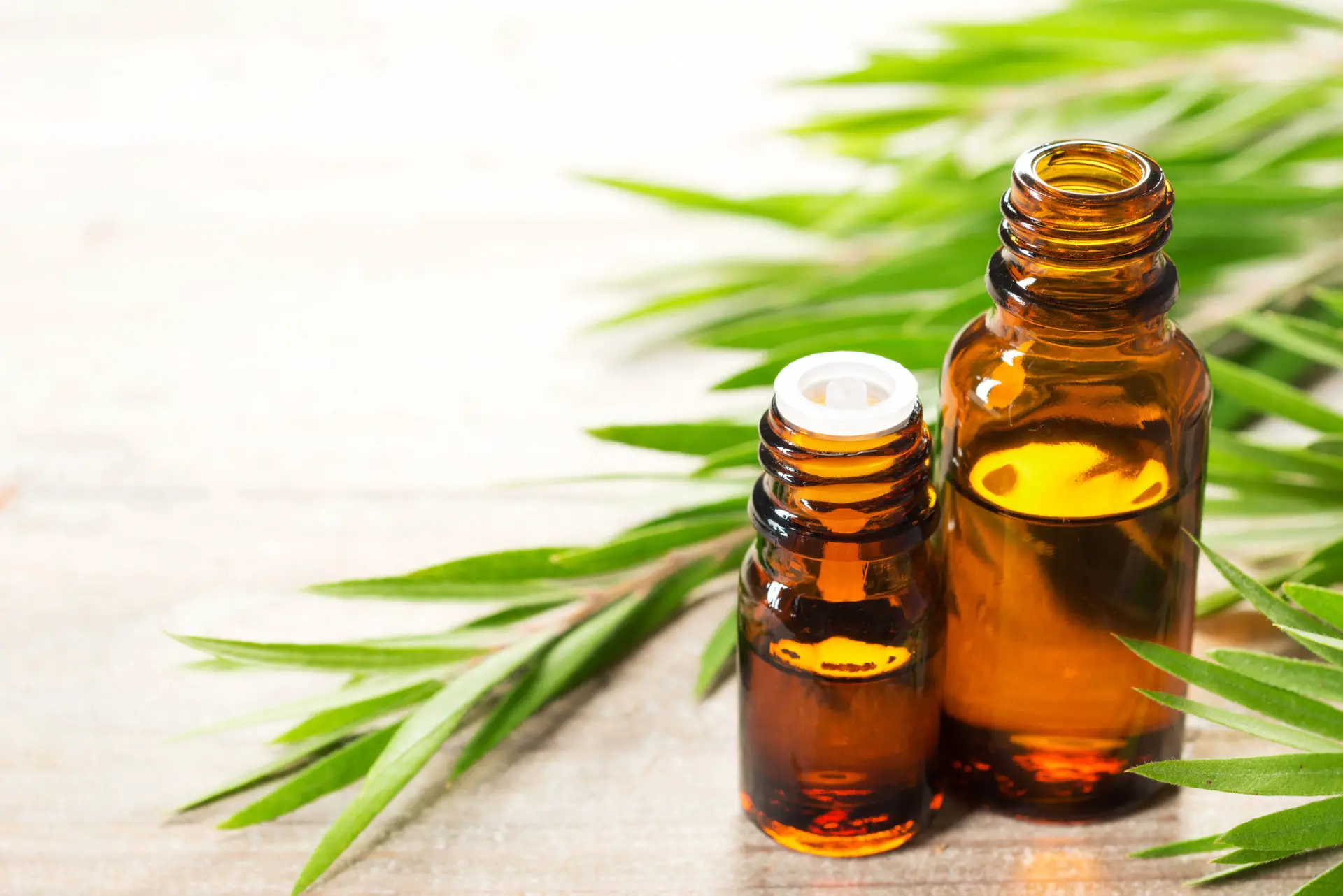 remedios caseros contra los piojos aceite de arbol de te
