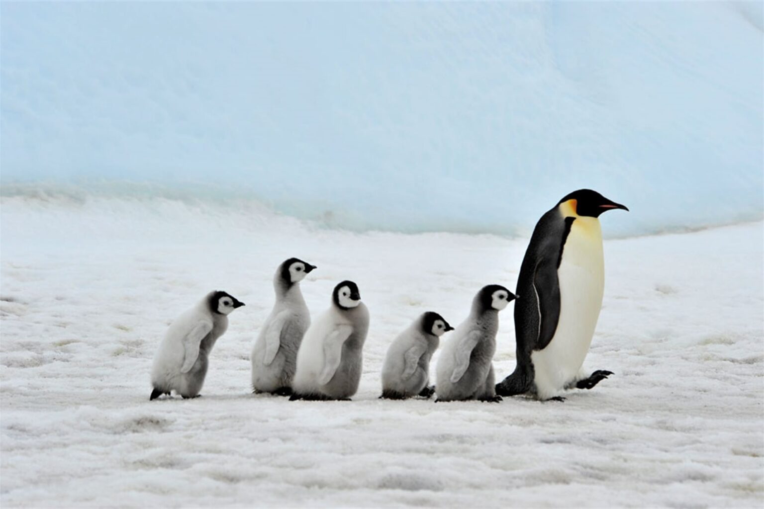 Como Cuidan Los Pingüinos A Sus Crías