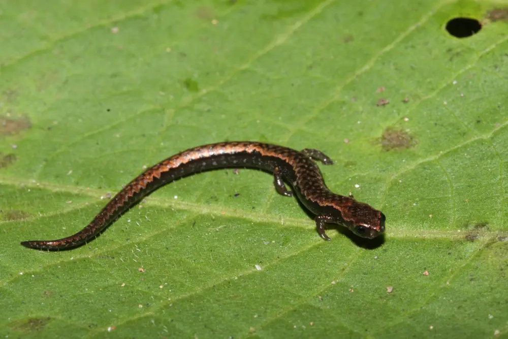 Animales Anfibios 11