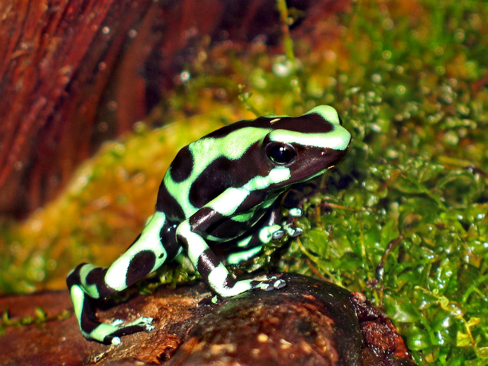Animales Anfibios 3