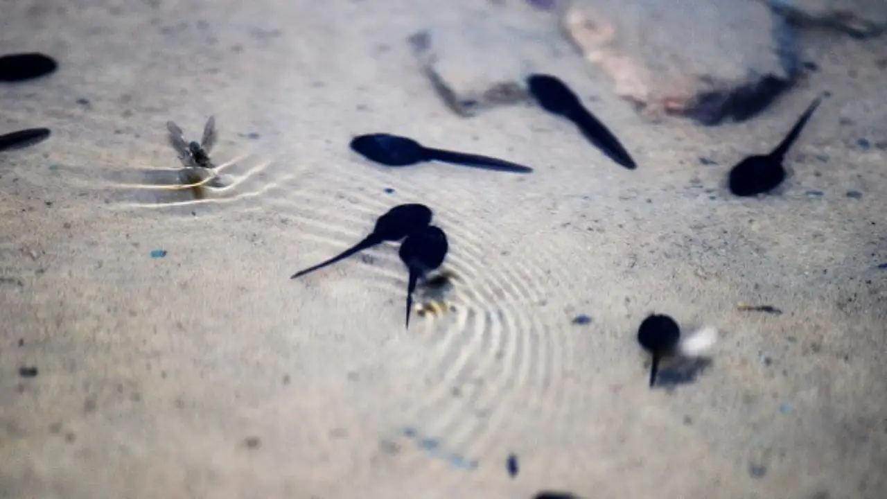Animales Anfibios 8
