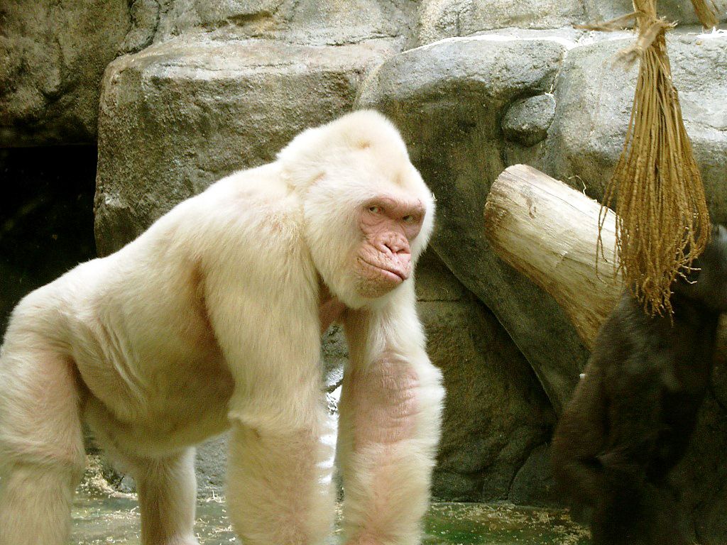 animales albinos
