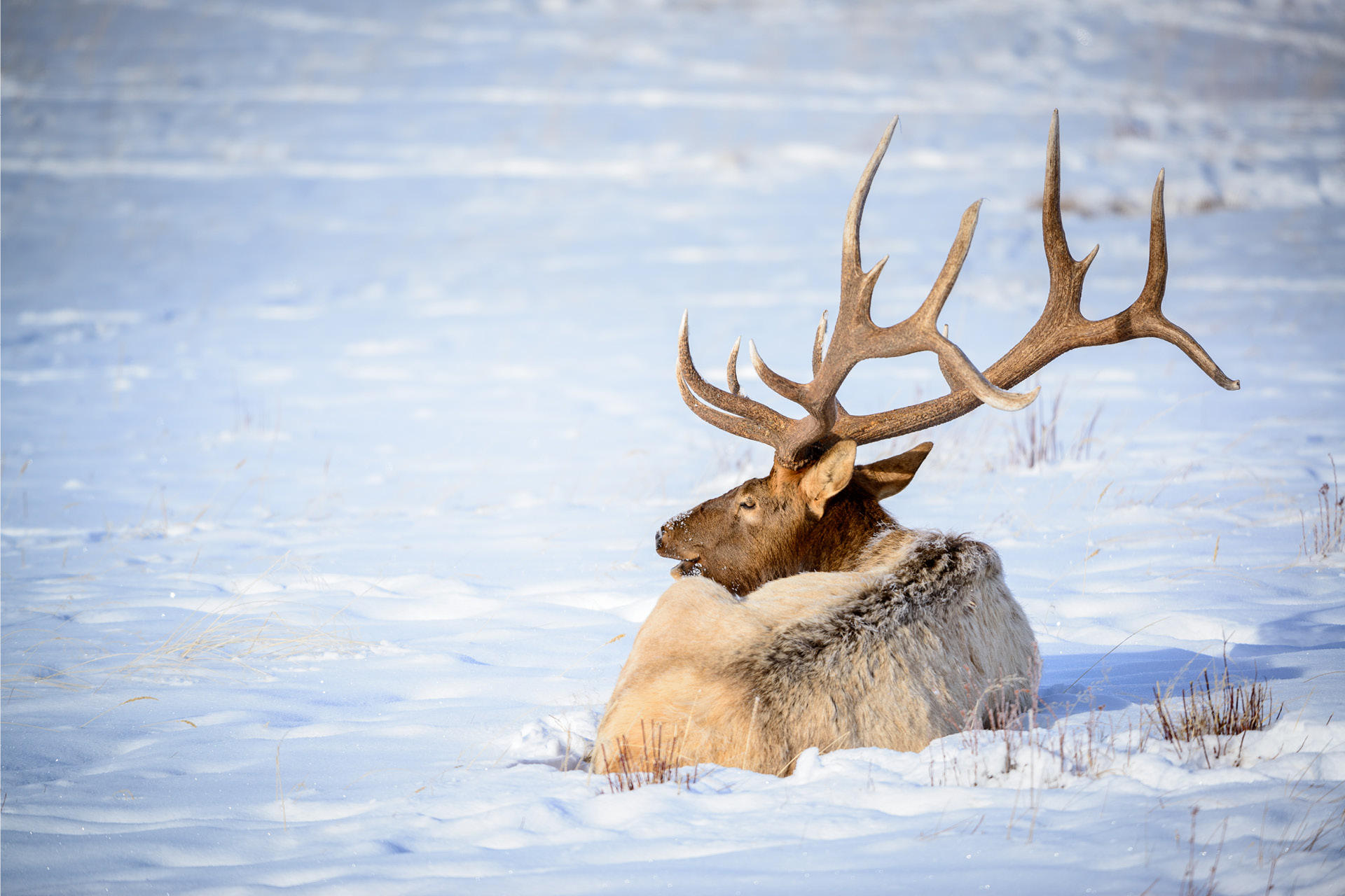 animales con cuernos