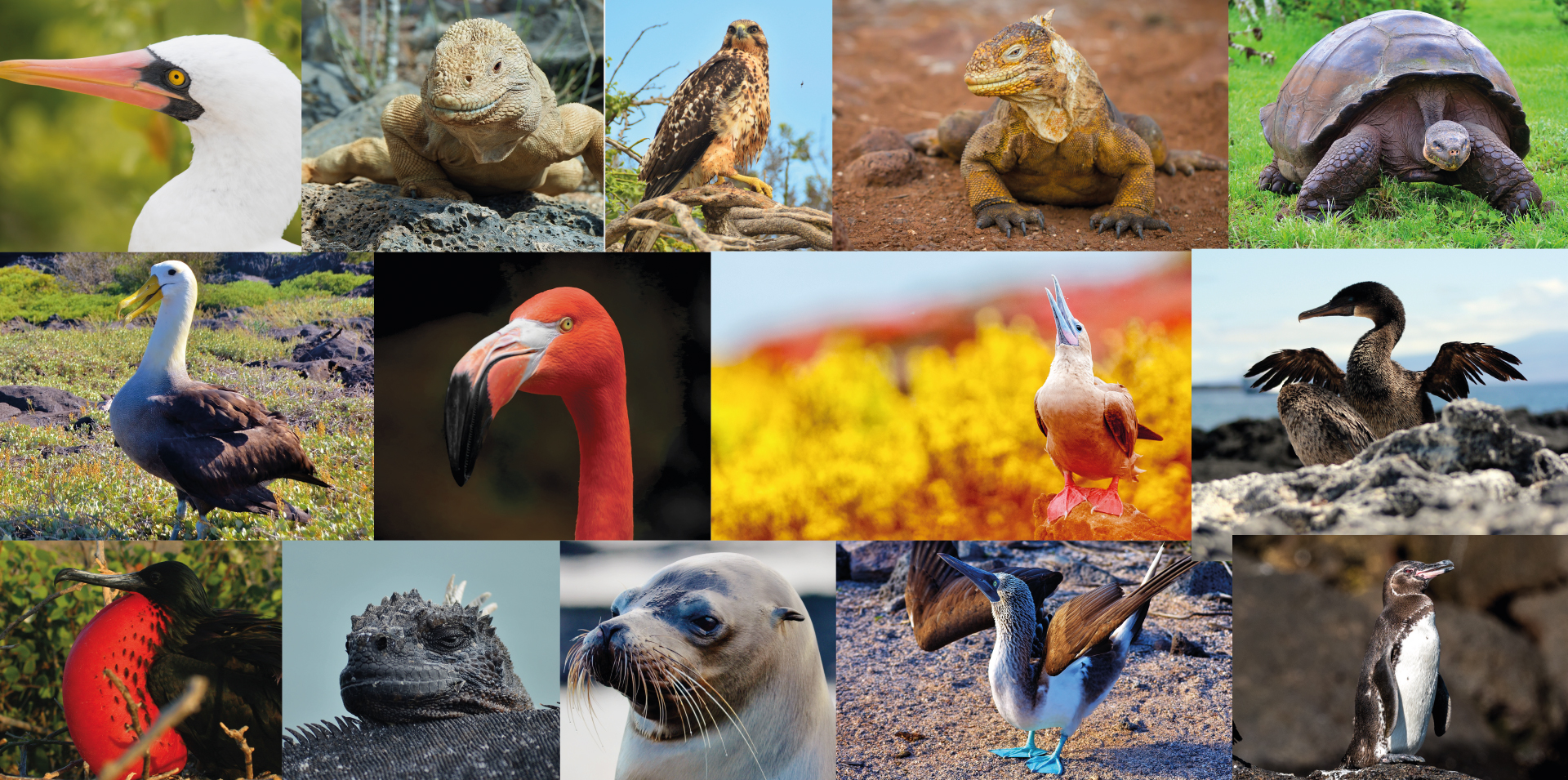 animales de galápagos para dibujar