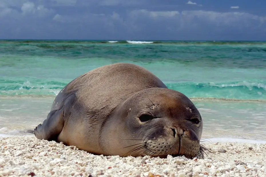 Animales de la costa