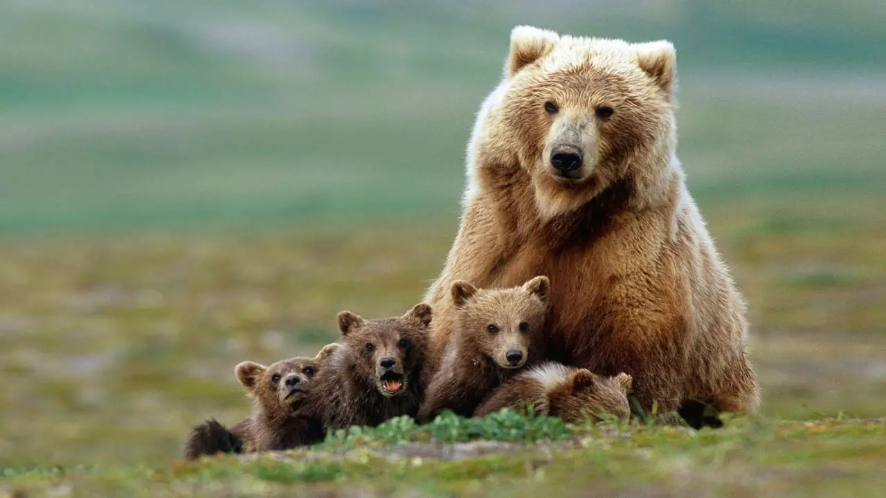 Animales hibridos 4