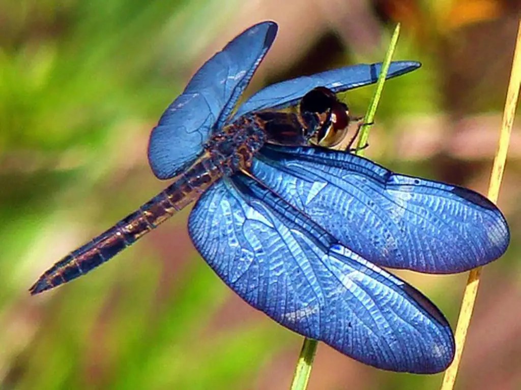 Animales insectívoros Animales insectívoros