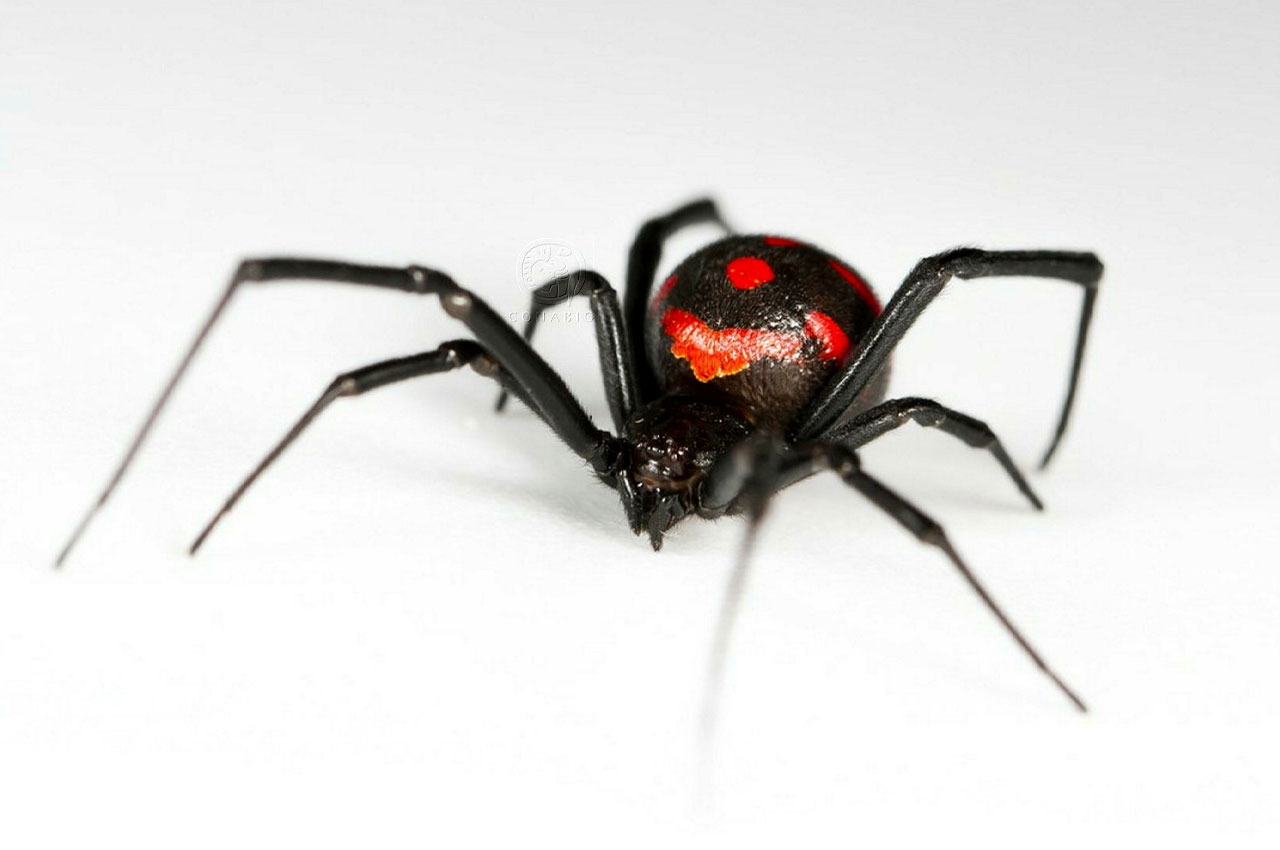Animales insectívoros Animales insectívoros