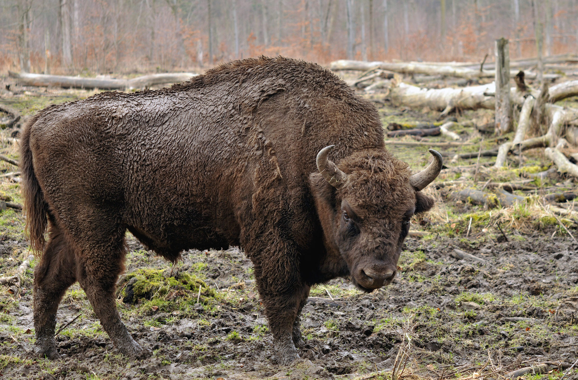 Animales prehistoricos 3