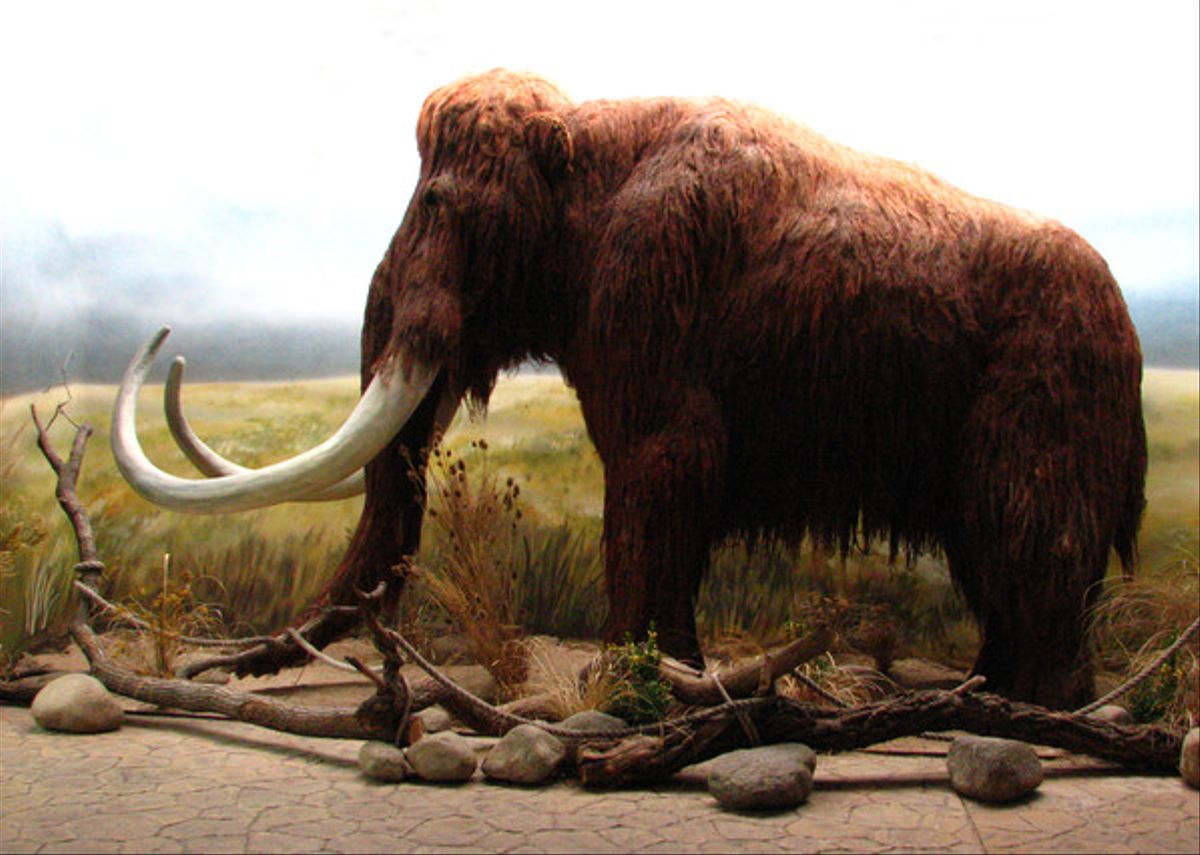 Animales prehistoricos 8