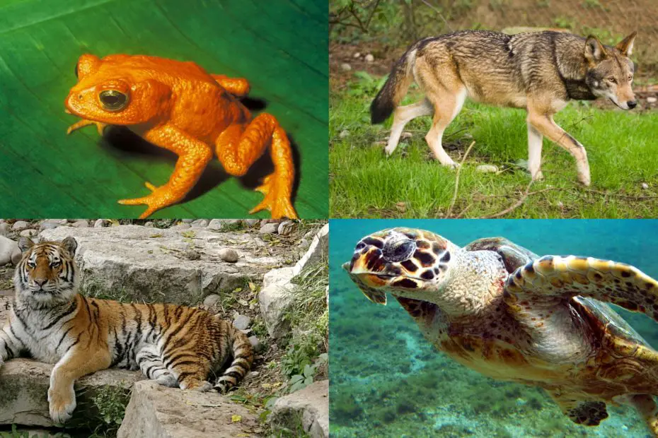 Animales terrestres y acuaticos