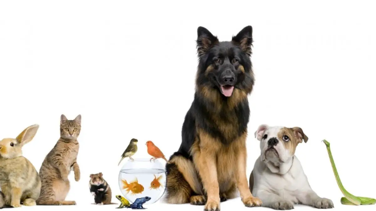 Animales vertebrados e invertebrados 1
