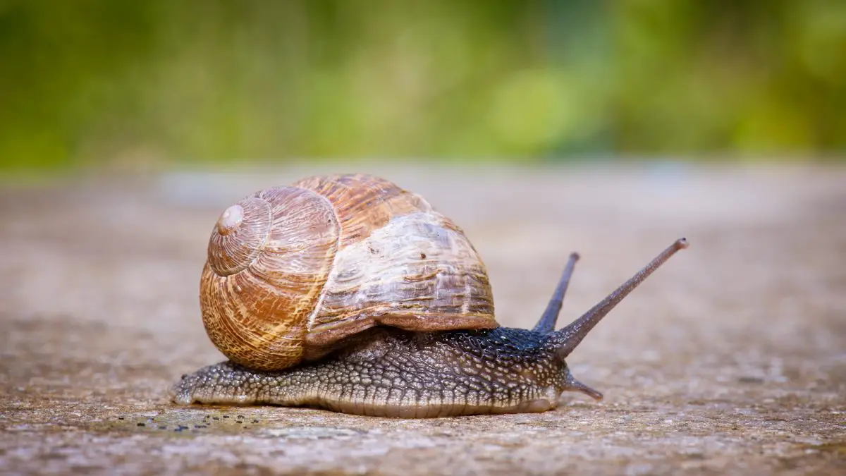 Animales vertebrados e invertebrados 10