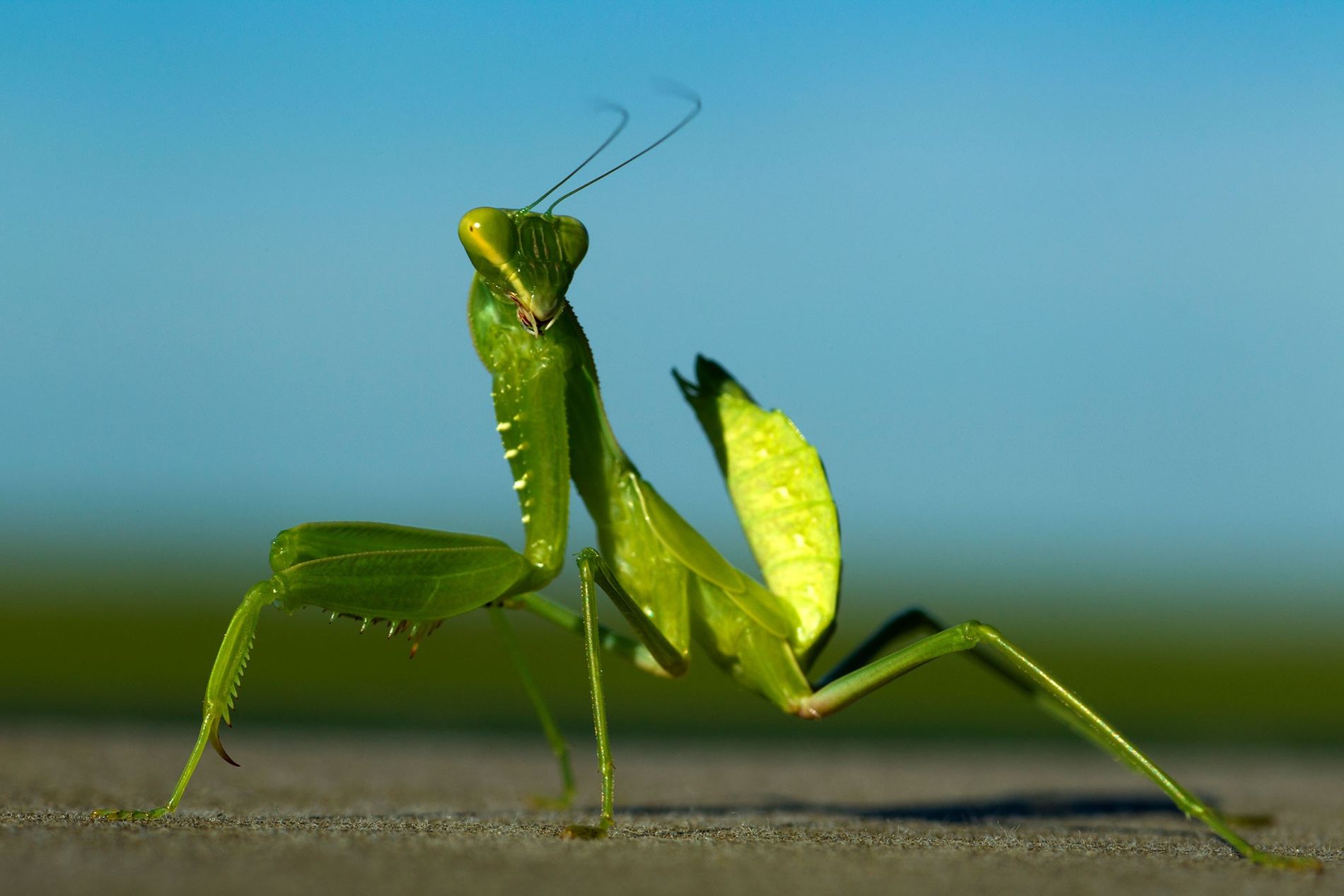Animales vertebrados e invertebrados 11