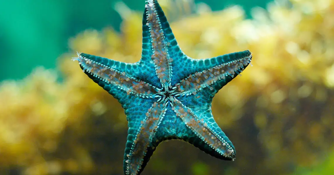 Animales vertebrados e invertebrados 13