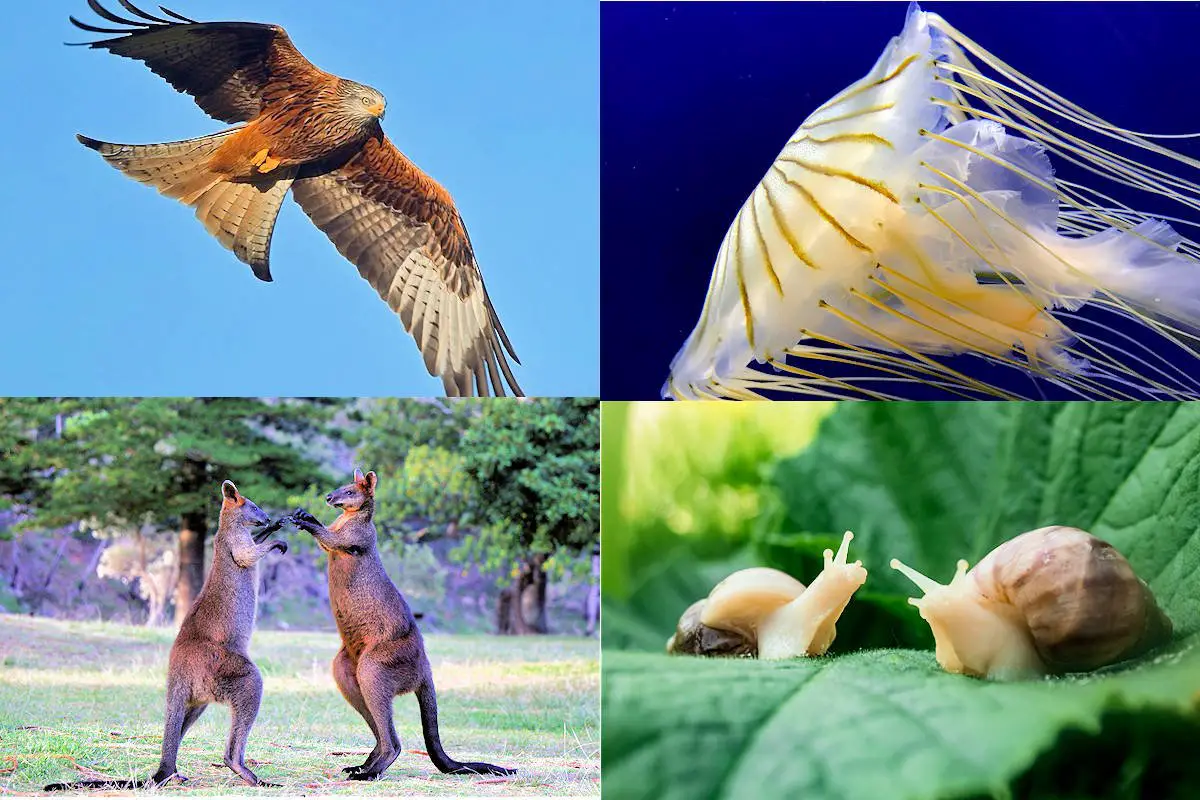 Animales vertebrados e invertebrados fg