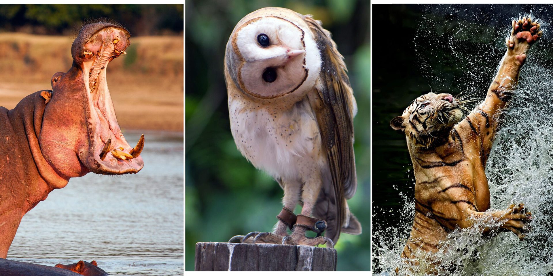 animales bonitos 1