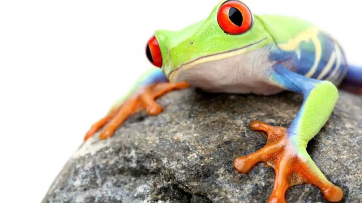 animales bonitos 12