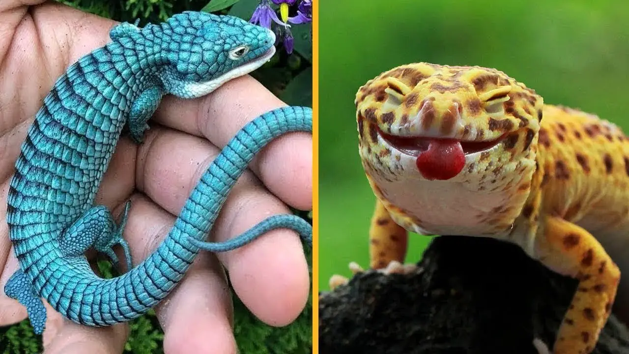 animales bonitos 13