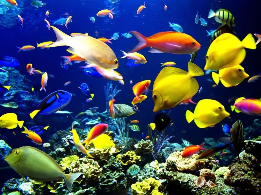 animales bonitos 16