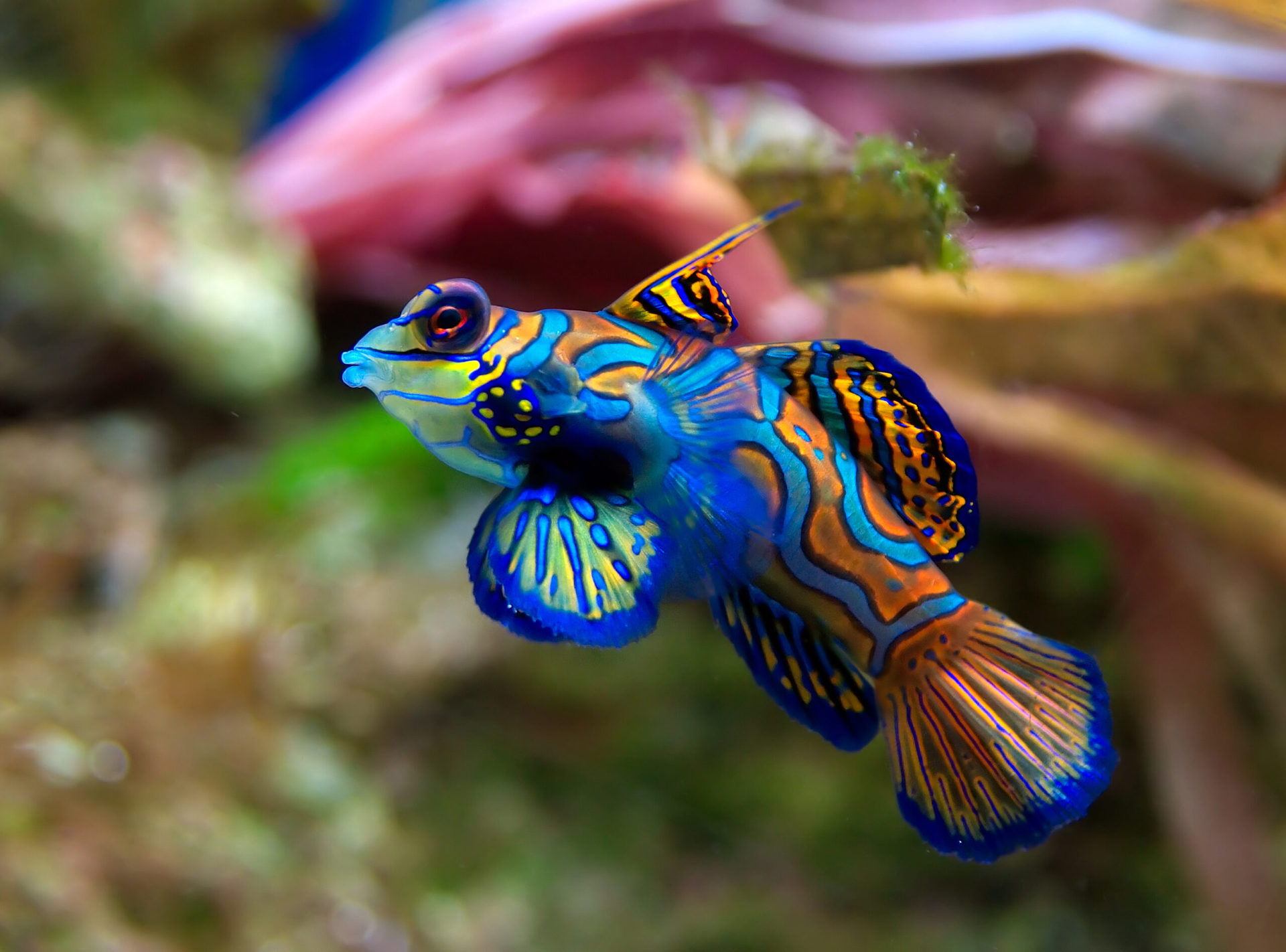 animales bonitos 18