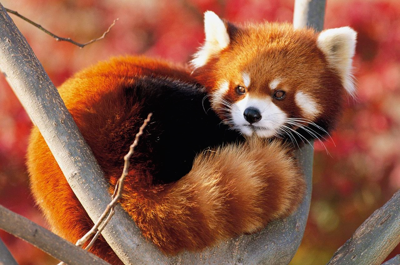 animales bonitos 2