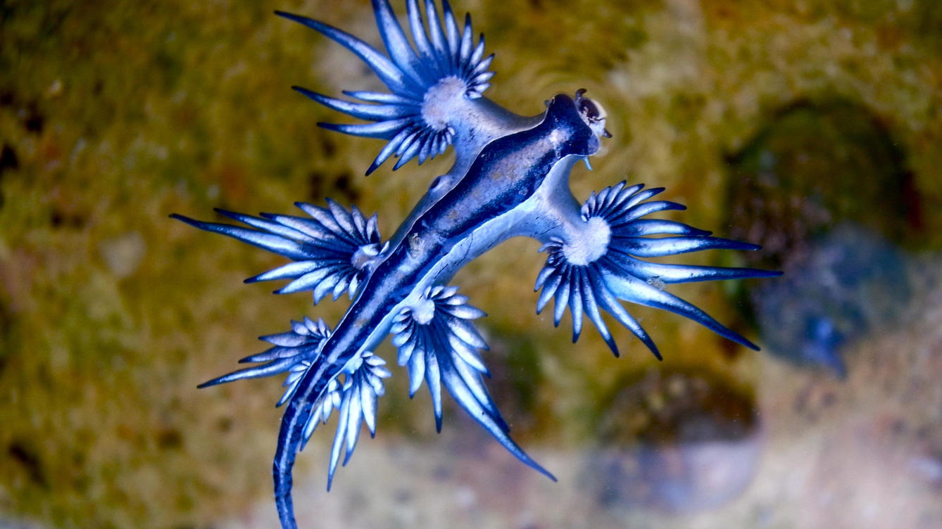 animales bonitos 21
