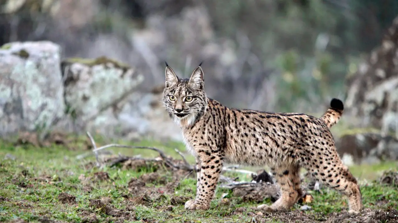 animales bonitos 4