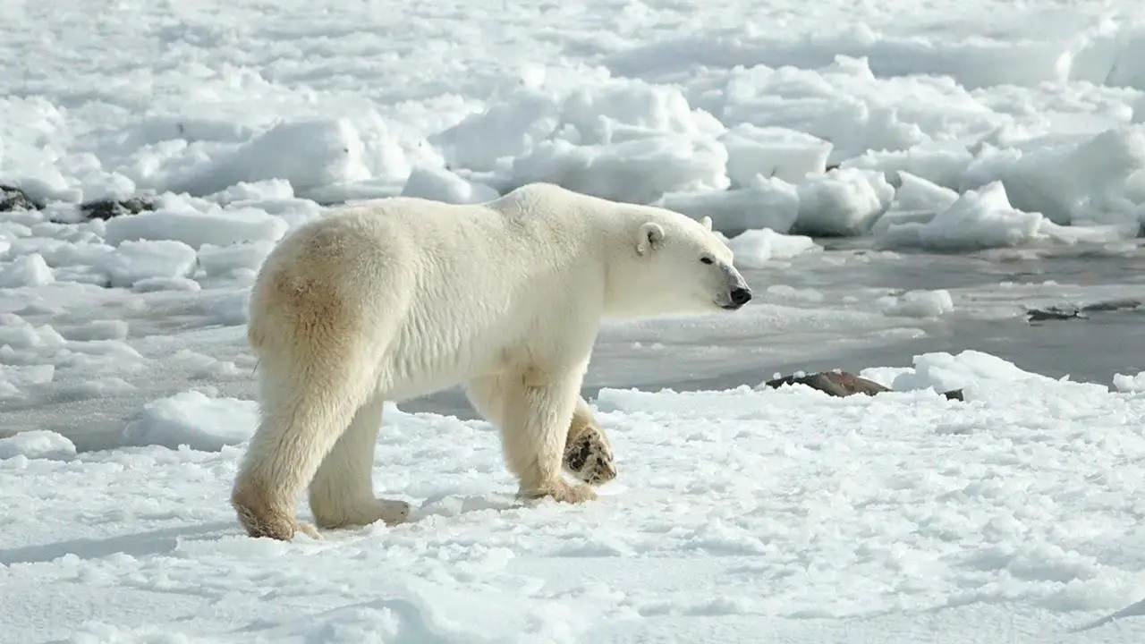 animales bonitos 5