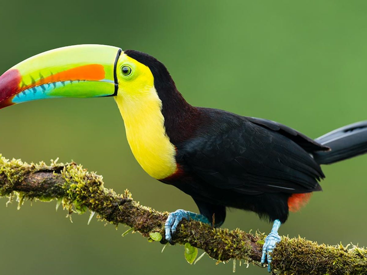 animales bonitos 8