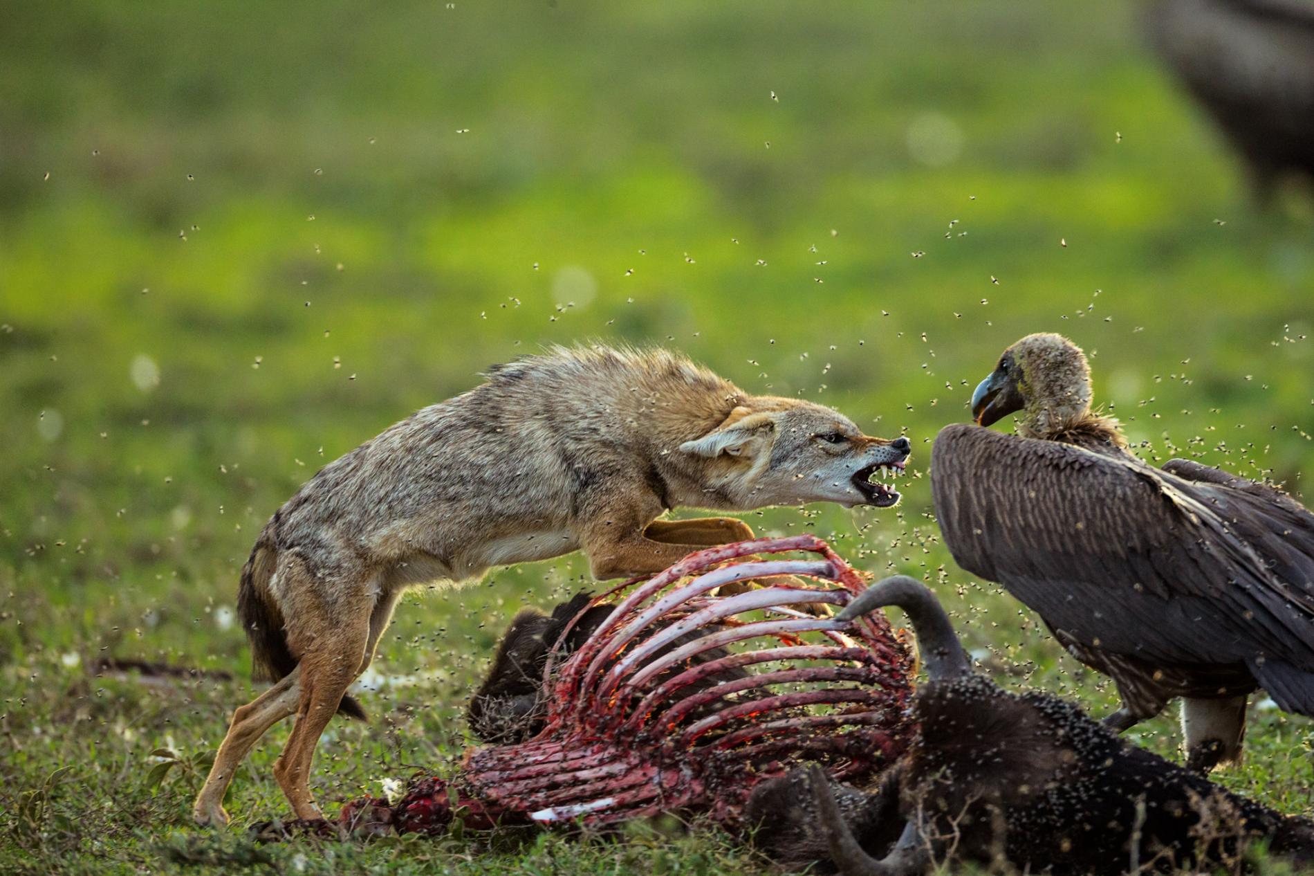 animales carroñeros 1