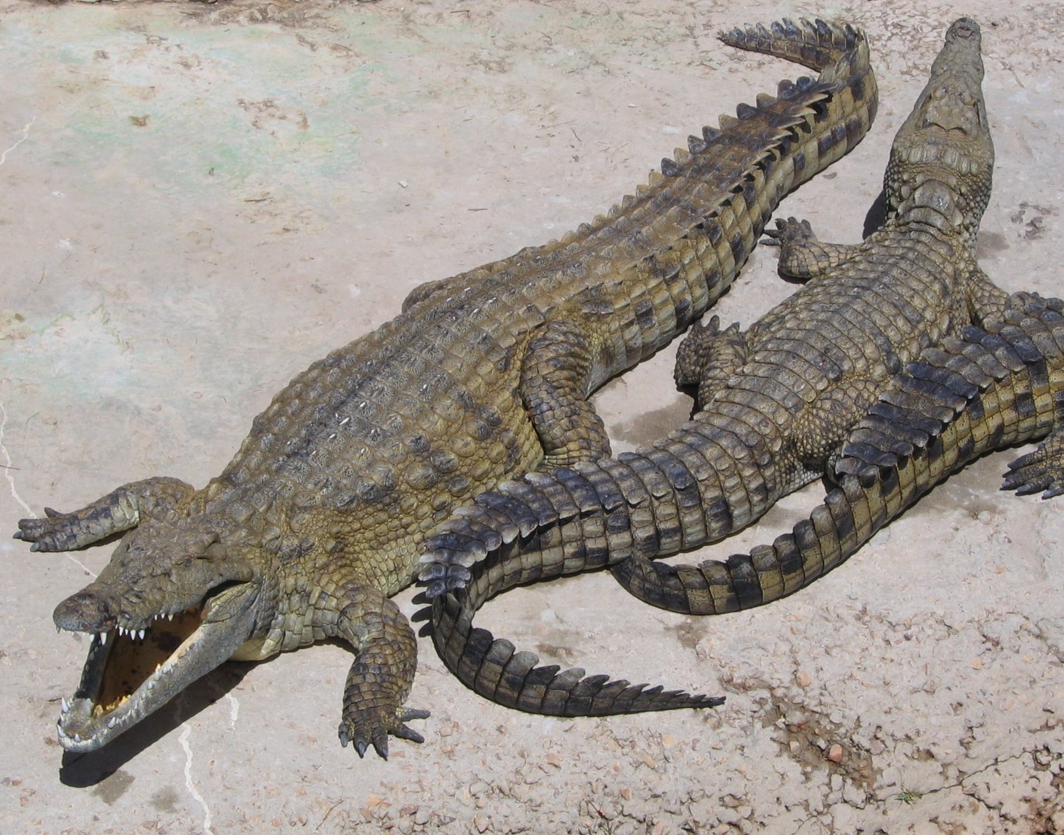 animales carroñeros 13
