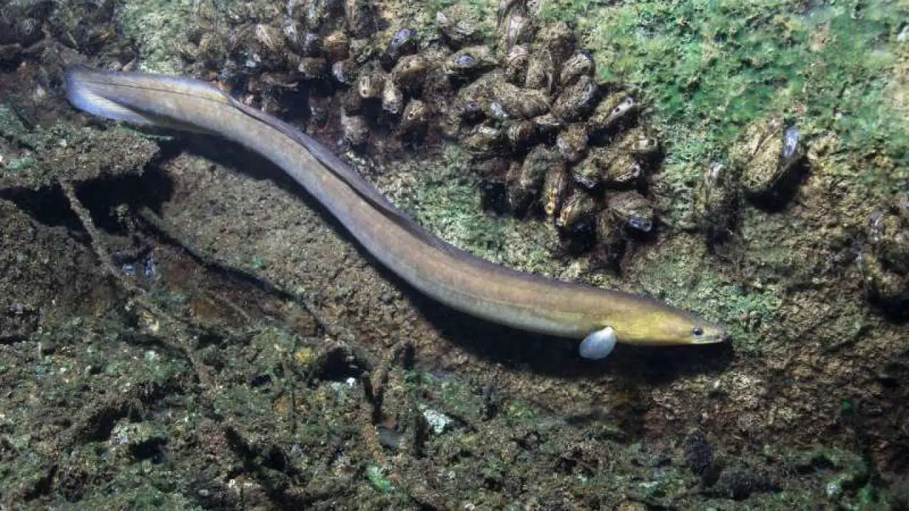 animales carroñeros 6