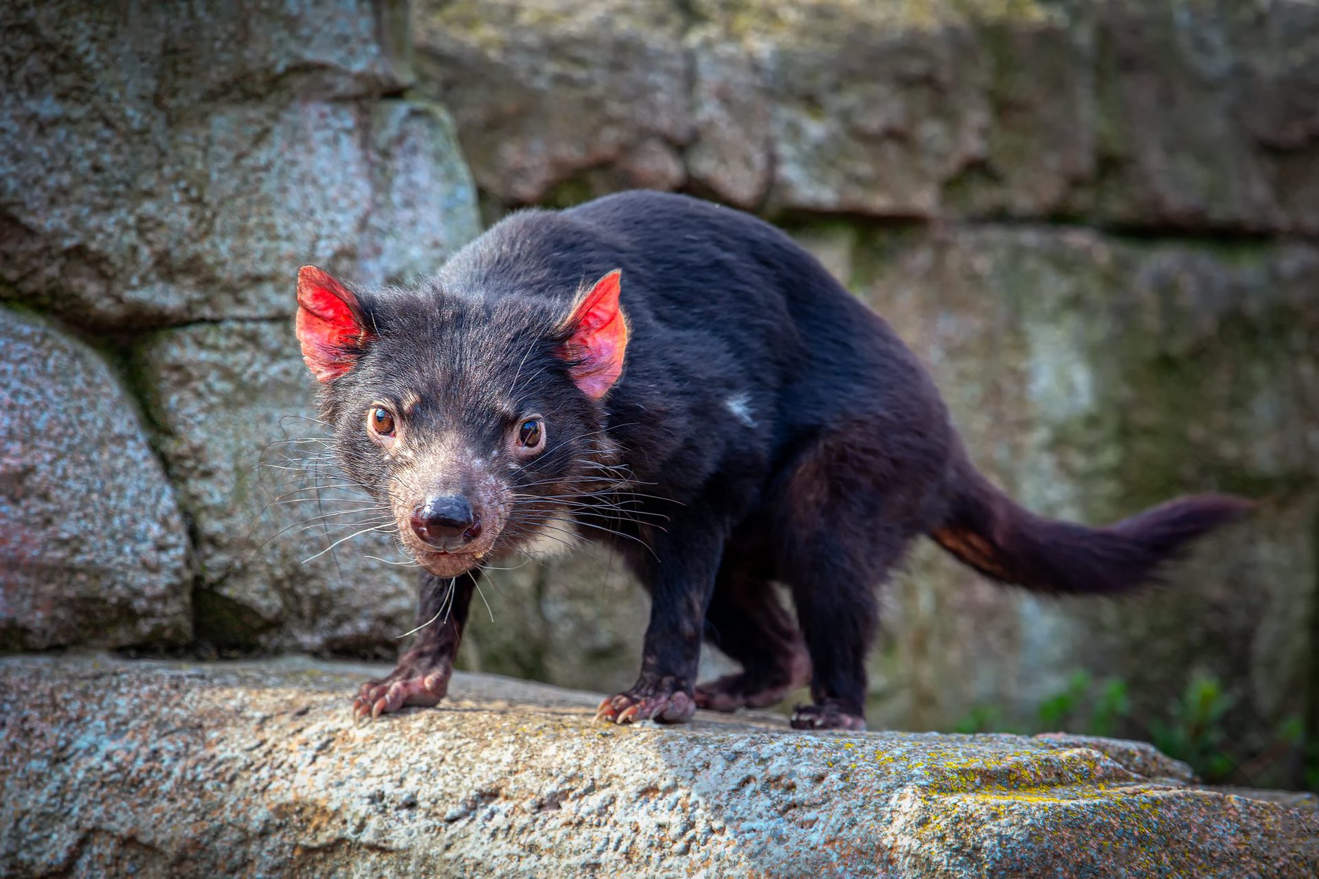 animales carroñeros 8