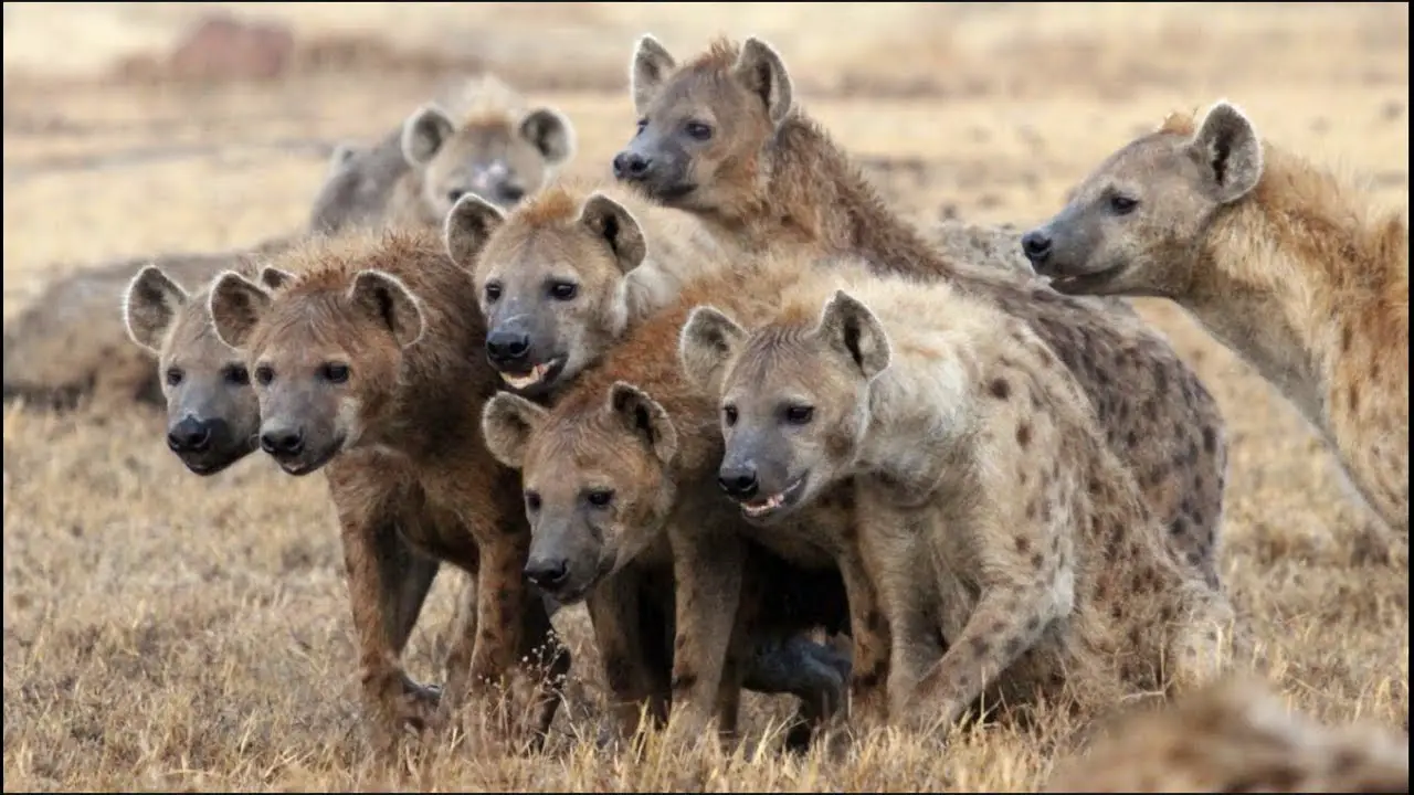 animales carroñeros 9