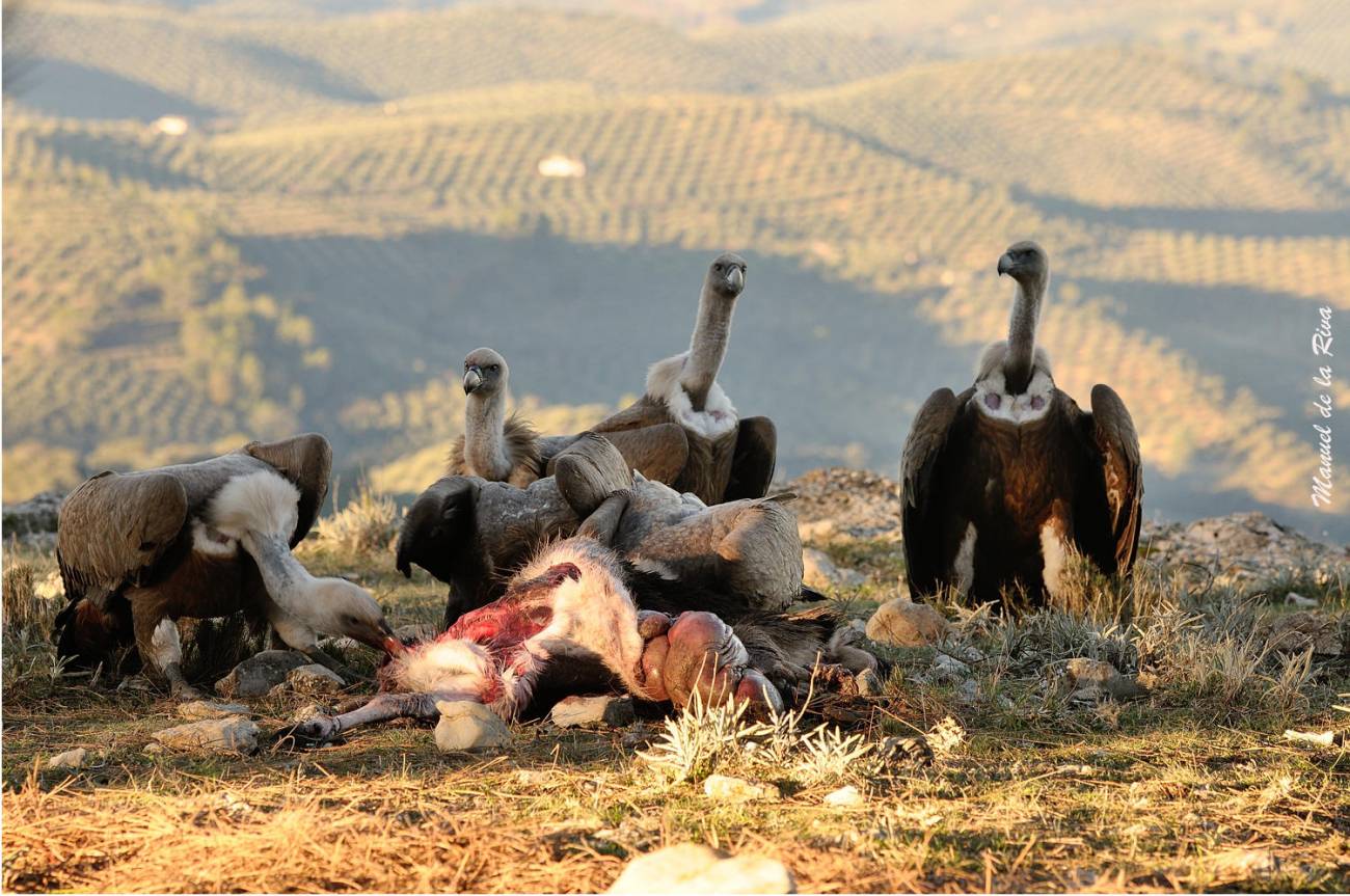 animales carroñeros