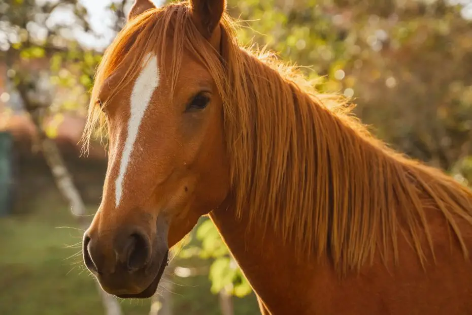 animales con respiracion pulmonar