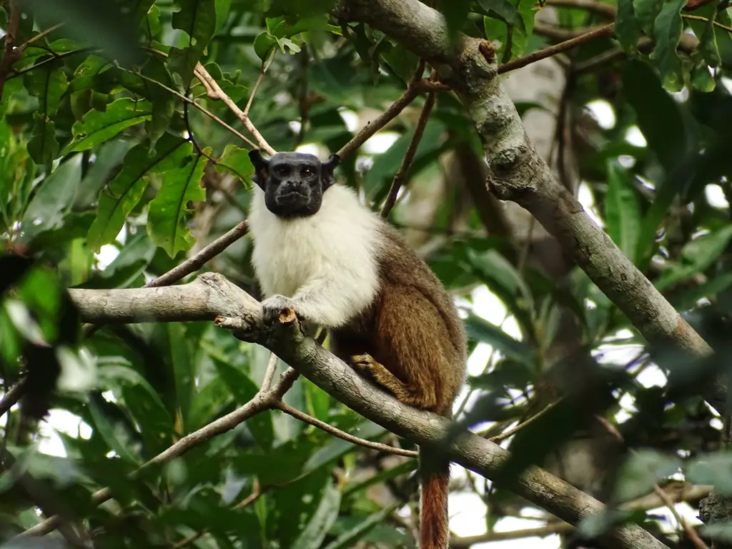 tamarino bicolor