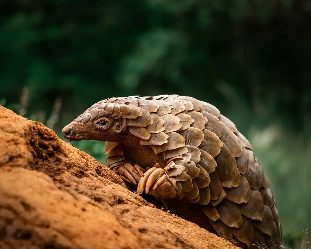 animales en peligro de extinción y sus causas