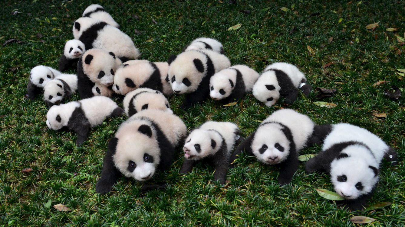 animales en peligro de extinción para niños