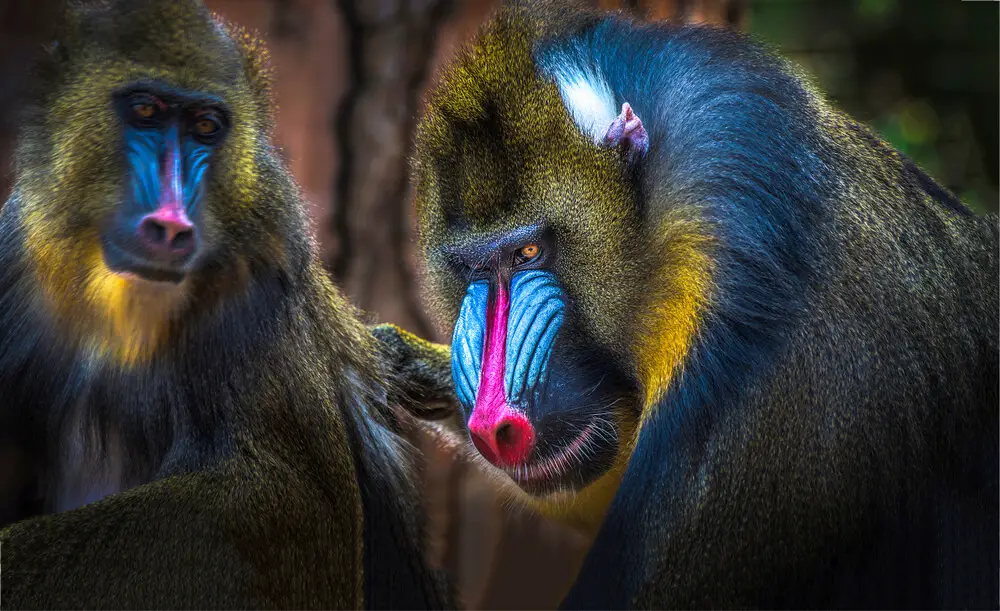 animales en peligro de extinción información