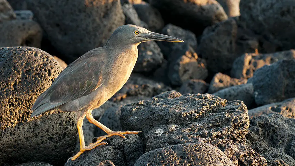 garza de lava