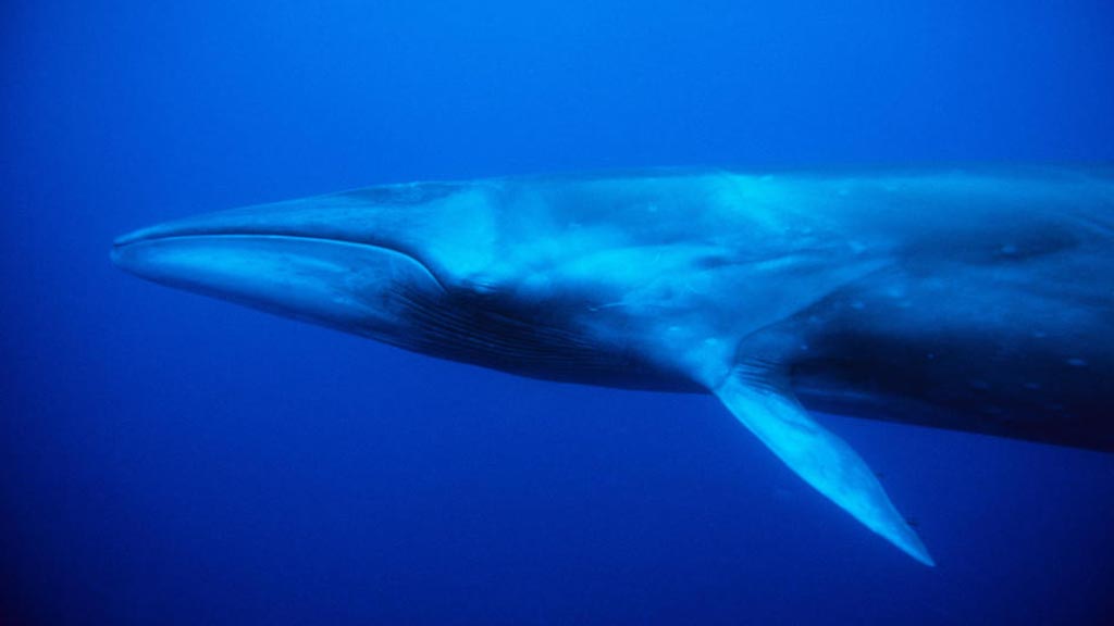 animales galapagos ballena sei