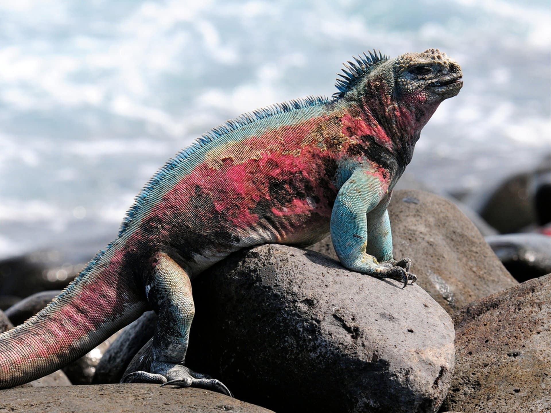iguana marina