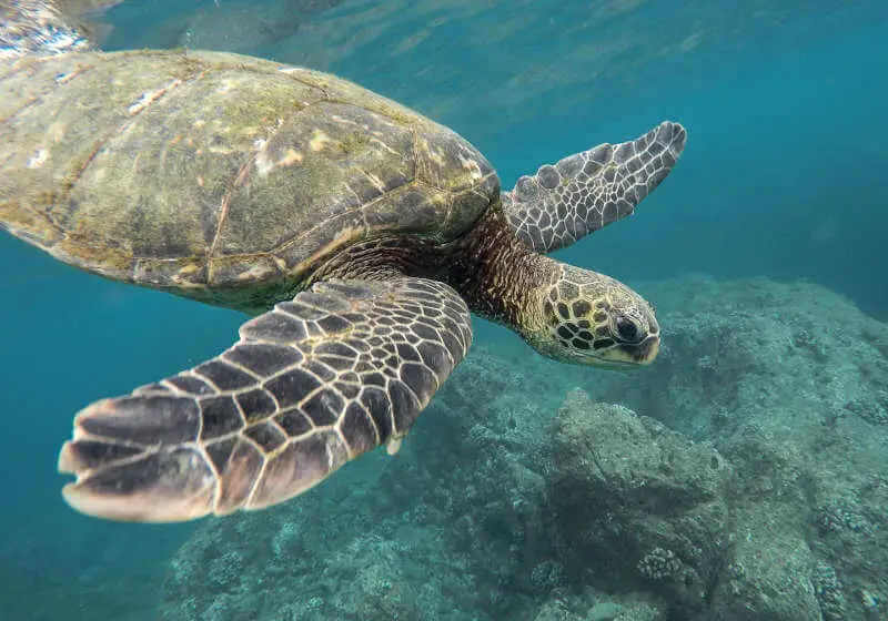 animales galapagos tortuga verde