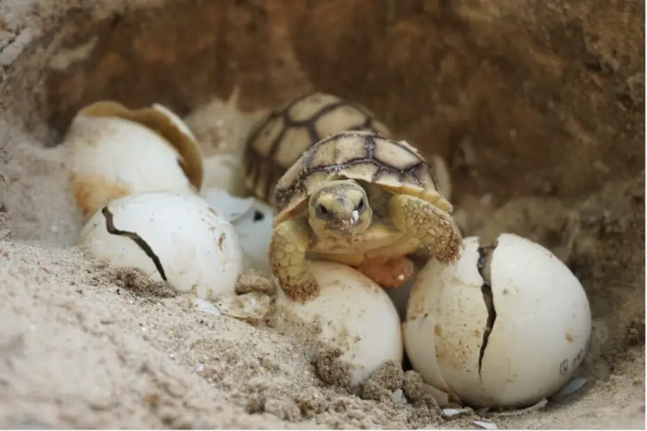 animales ovoviviparos