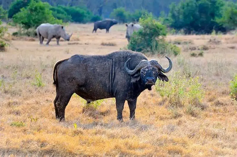 animales rumiantes bufalo
